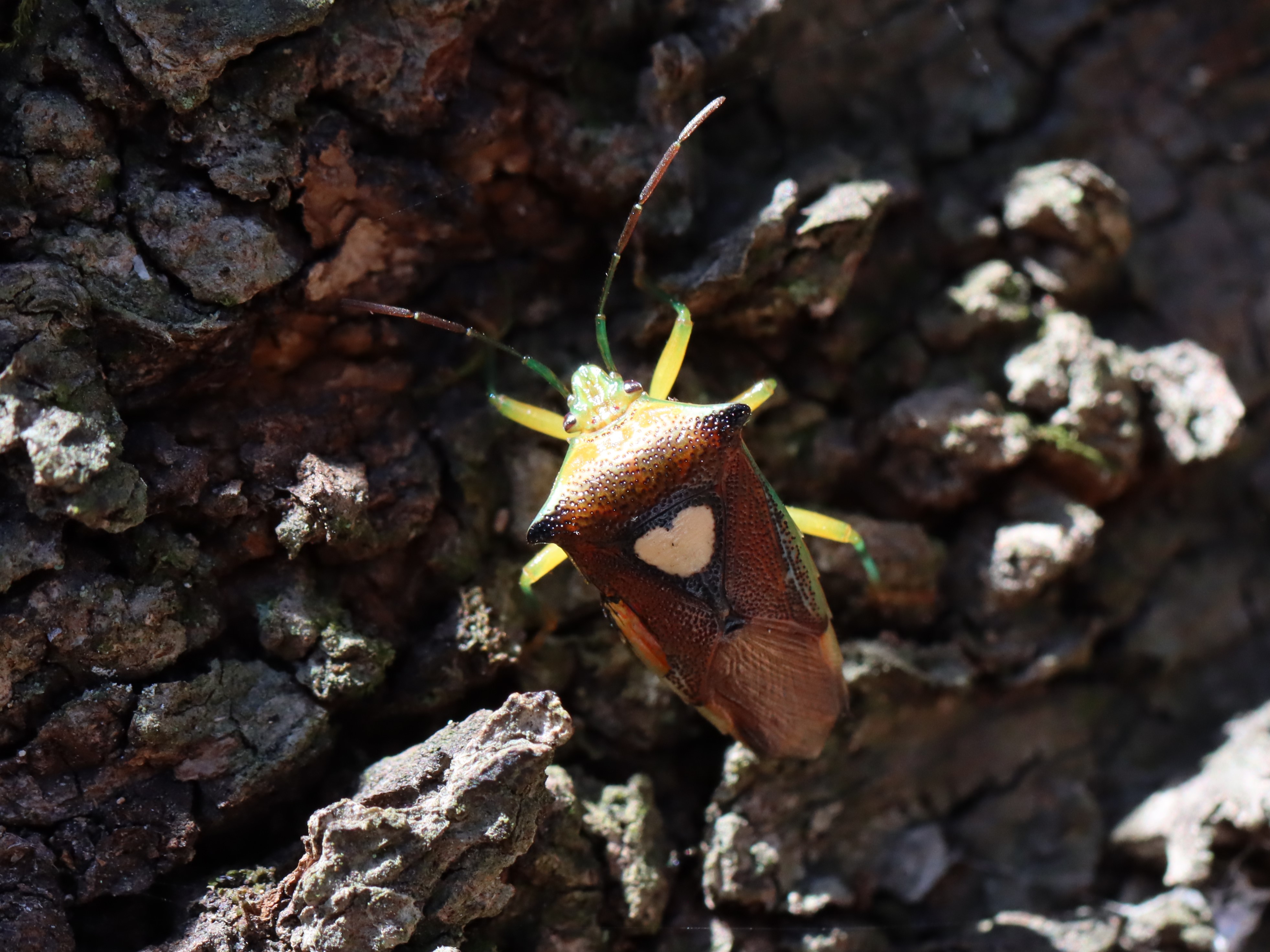 photo_6